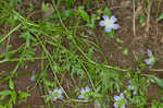 Largeflower baby blue eyes